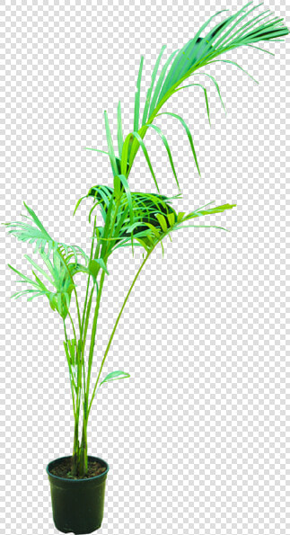 Areca Palm   Houseplant  HD Png DownloadTransparent PNG