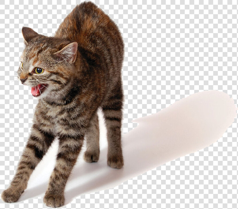 Angry Cat Png Photo   He Protec He Attac Cat Meme  Transparent PngTransparent PNG