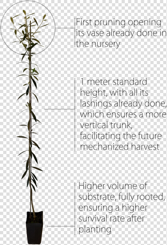 Houseplant  HD Png DownloadTransparent PNG