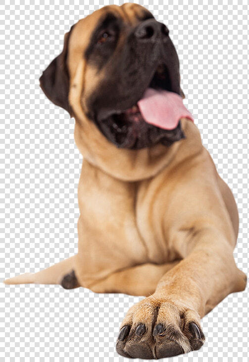 Mastiff Nails  HD Png DownloadTransparent PNG