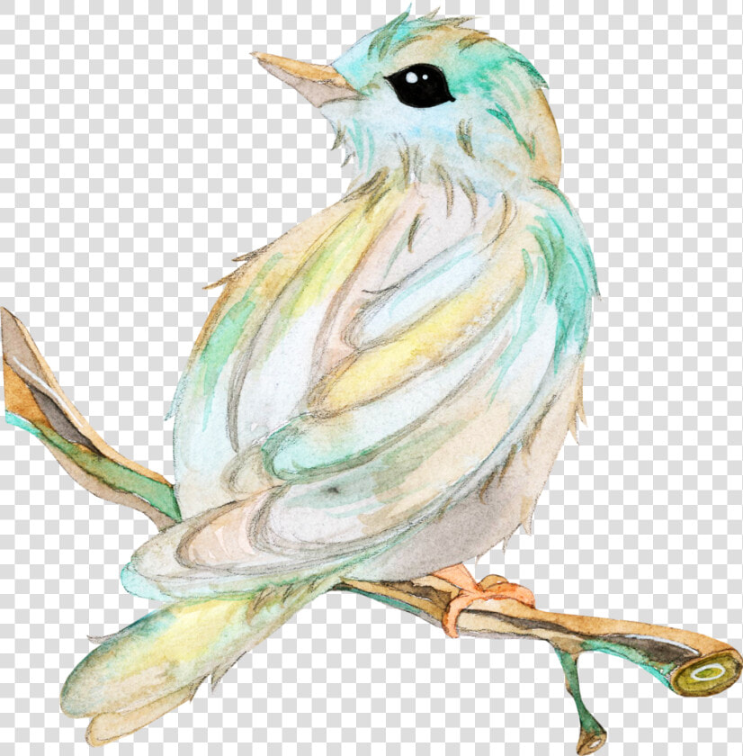 Transparent Chickadee Clipart   Passarinho No Galho Waterdcolor  HD Png DownloadTransparent PNG