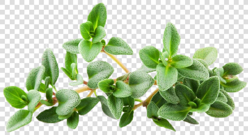 Thyme Png  Transparent PngTransparent PNG