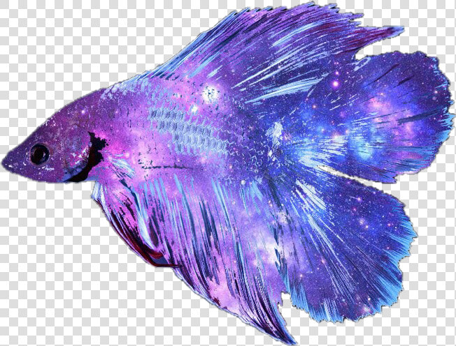 Picture Freeuse Stock Betta Fish Clipart   Betta Fish Transparent Background  HD Png DownloadTransparent PNG