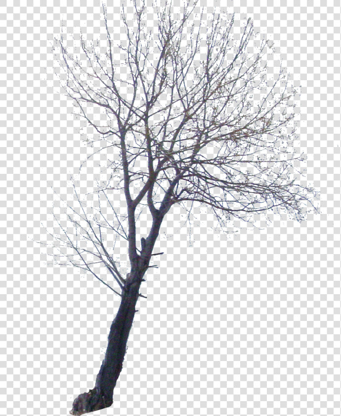 Arbre Png  Transparent PngTransparent PNG