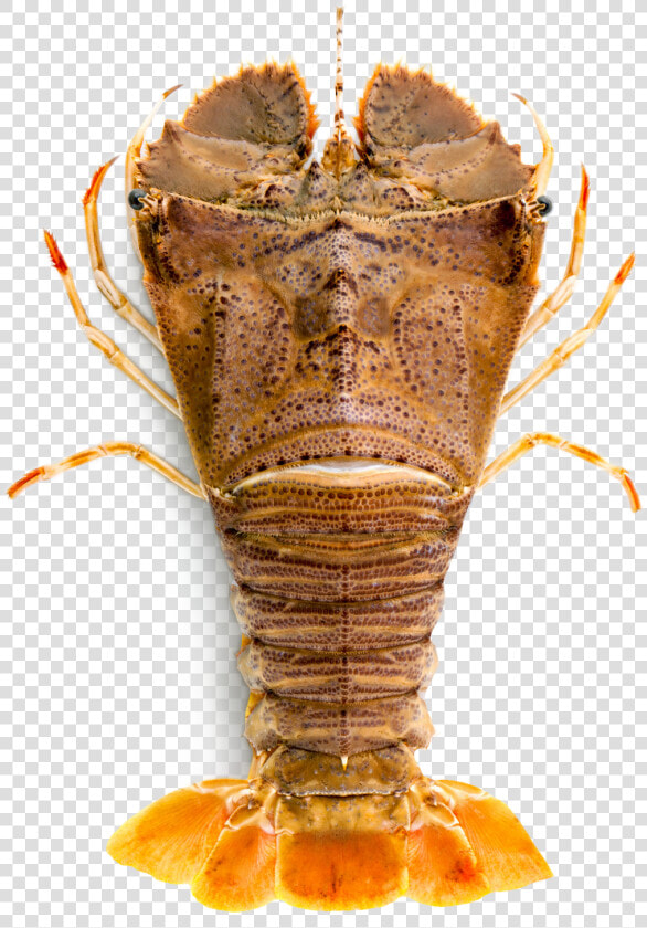 Slipper Lobster  HD Png DownloadTransparent PNG