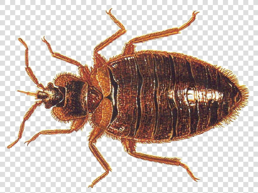 Bed Bug Vs Roach Nymph  HD Png DownloadTransparent PNG