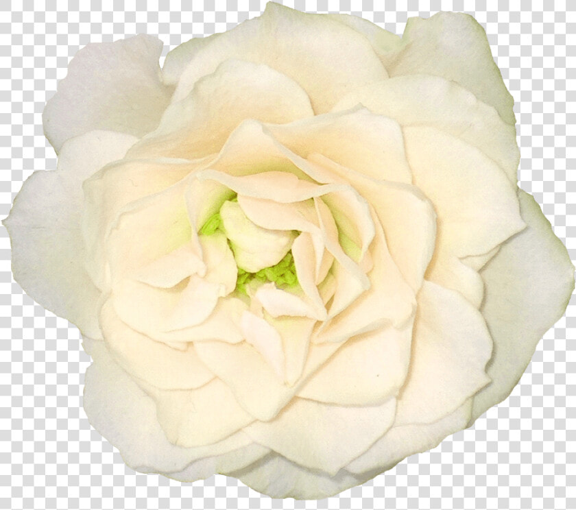 White Rose Png Image Flower White Rose Png Picture   White Transparent Background Rose Png  Png DownloadTransparent PNG