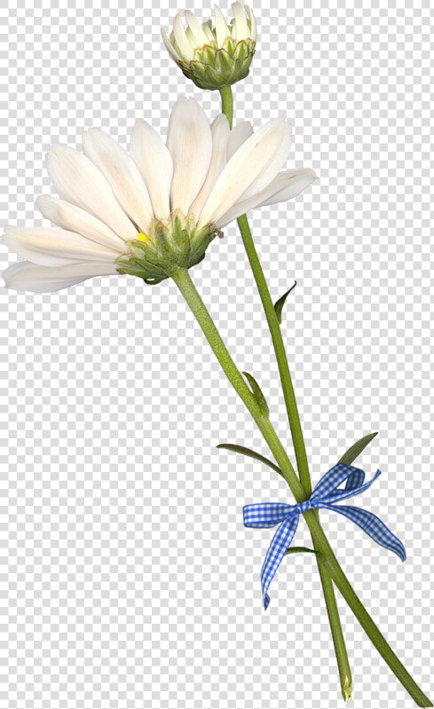 Common Daisy Cut Flowers Petal   African Daisy  HD Png DownloadTransparent PNG