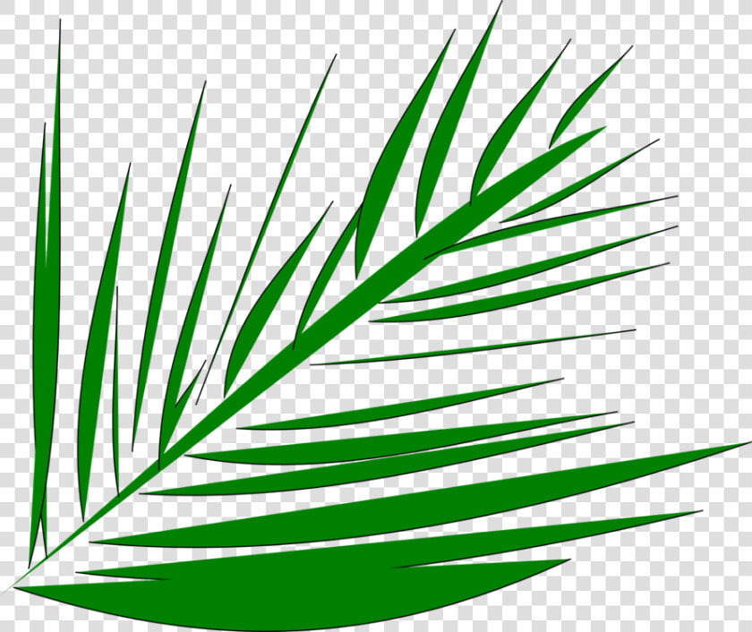 Line Art plant flora   Palm Tree Branch Clip Art  HD Png DownloadTransparent PNG