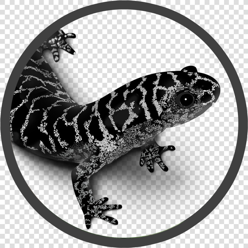 Newt Drawing Marbled Salamander   Frosted Flatwoods Salamander Amphibian Foundation  HD Png DownloadTransparent PNG