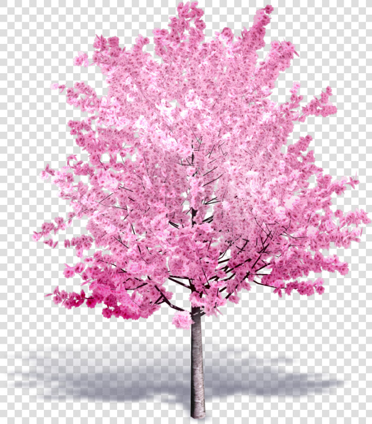 Transparent Cherry Blossom Tree Png   Cherry Blossom Tree 3d  Png DownloadTransparent PNG