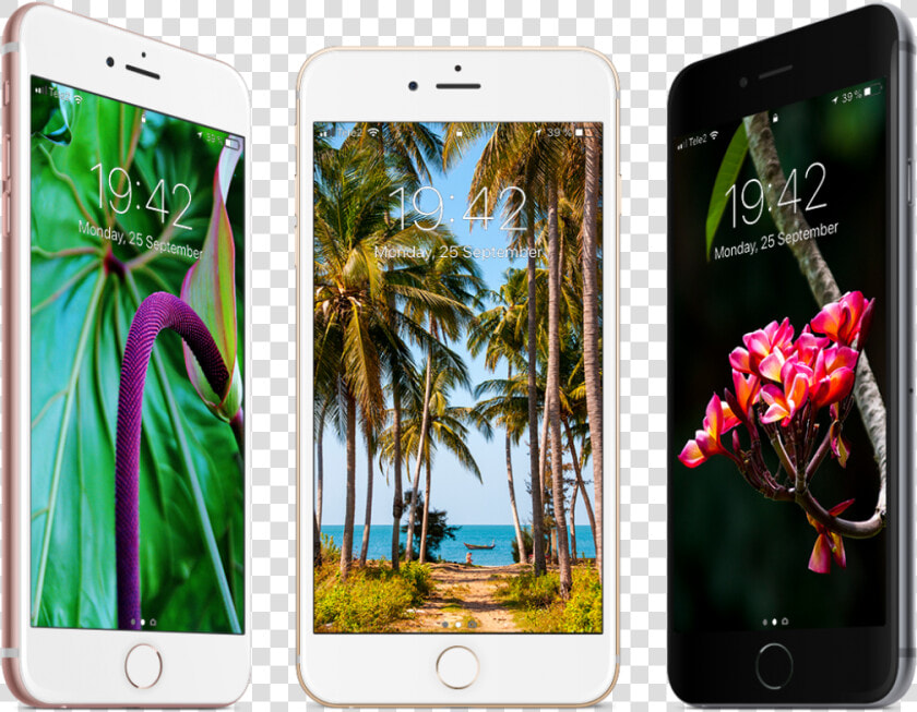 Free Tropical Wallpapers For Iphone   Iphone 8 Tropical  HD Png DownloadTransparent PNG