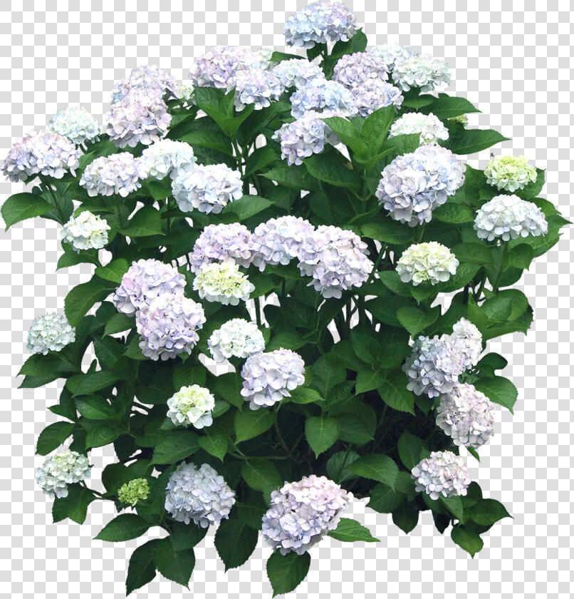 Flower Hydrangea Shrub Plant   Hydrangea Png  Transparent PngTransparent PNG