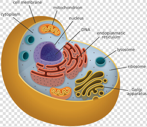 Human Cell Png   Organelles Biology  Transparent PngTransparent PNG