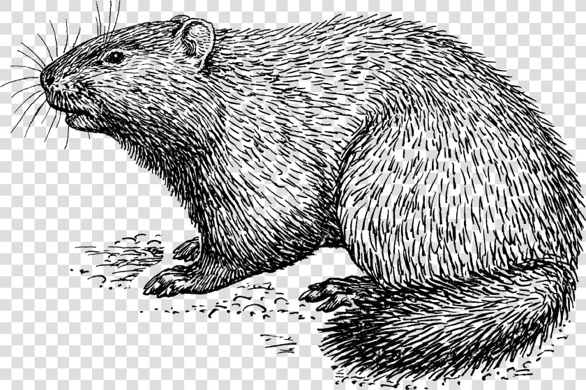 Woodchuck 1425   Drawing Of A Woodchuck  HD Png DownloadTransparent PNG