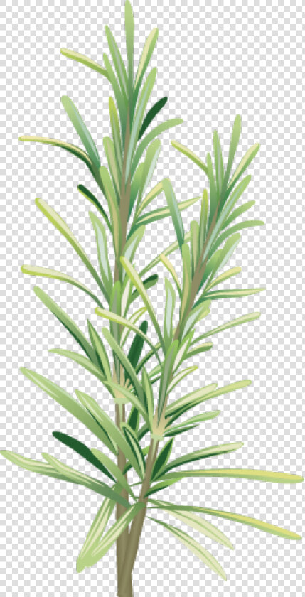 Spices And Herbs   Free Clip Art Rosemary  HD Png DownloadTransparent PNG