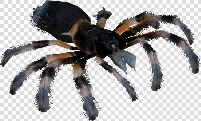 Png Tarantula  Transparent PngTransparent PNG