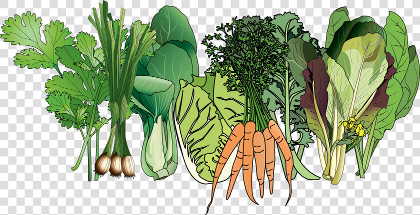 Collard Greens Png  Transparent PngTransparent PNG