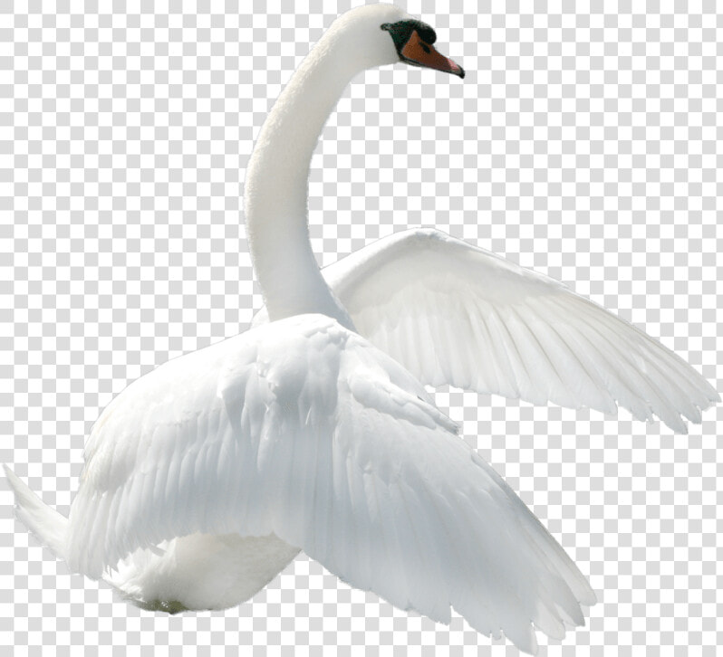 Swan To Right   White Transparent Swan Png  Png DownloadTransparent PNG