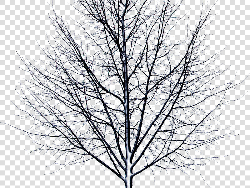 Dead Tree Isolated Object Png   Itni Bhi Kya Berukhi  Transparent PngTransparent PNG