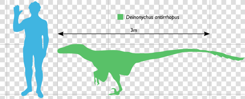 Deinonychus Compared To Human  HD Png DownloadTransparent PNG