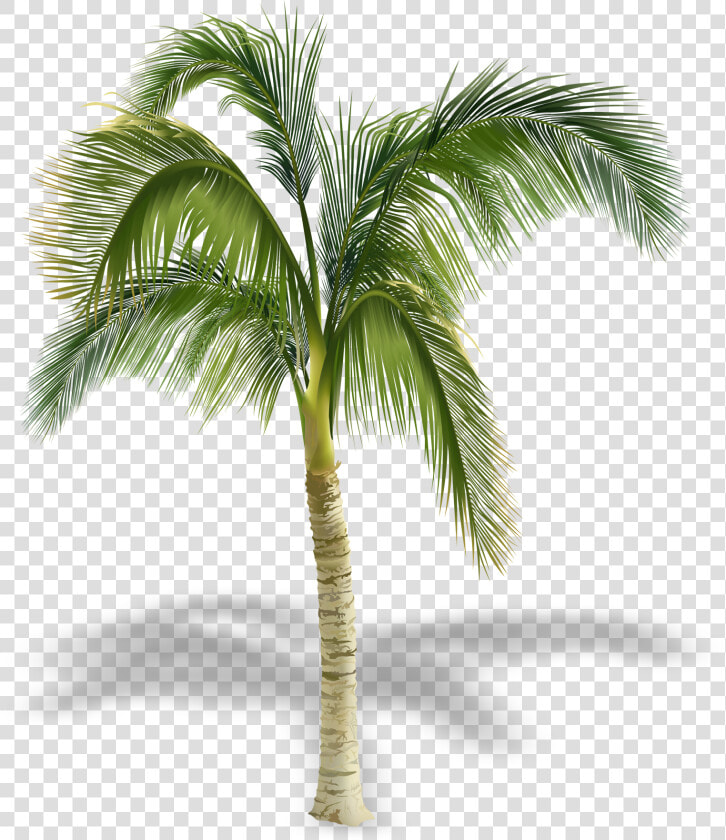 Transparent Palm Tree Free Clipart   Palm Trees In Elevation  HD Png DownloadTransparent PNG