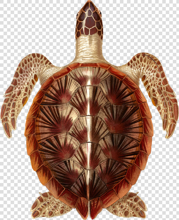 Turtle reptile tortoise   Hawksbill Sea Turtle  HD Png DownloadTransparent PNG