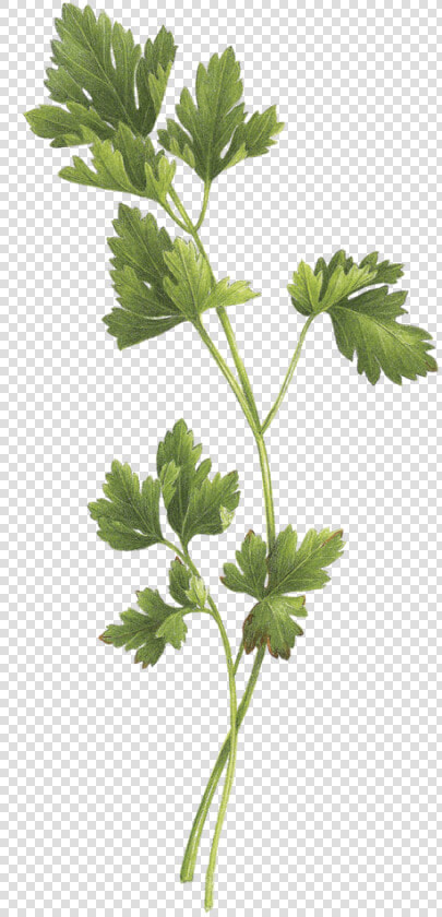 Tattoo Parsley Sage Rosemary And Thyme  HD Png DownloadTransparent PNG