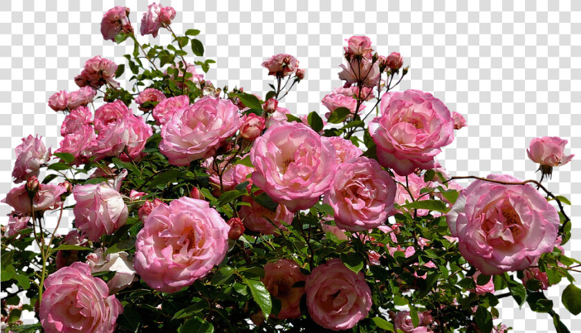 Roses  Pink  Bush  Flowers  Garden  Nature  Plant   Transparent Background Rose Bush Png  Png DownloadTransparent PNG