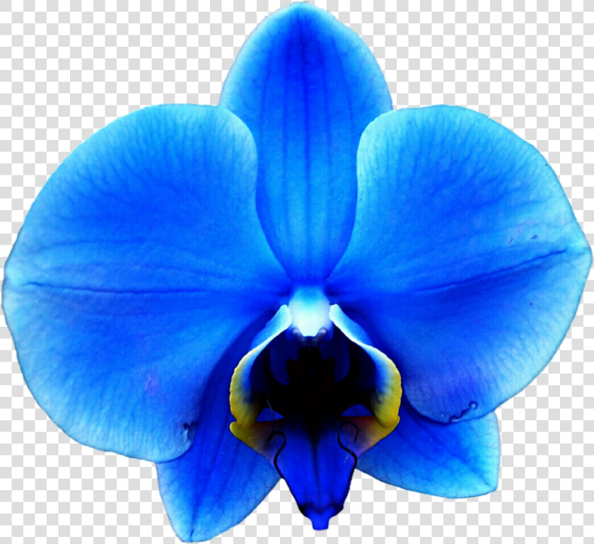 Blue Clipartfest Pinterest   Blue Orchids Png  Transparent PngTransparent PNG