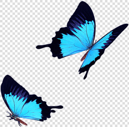 Light Blue Butterfly Fly Png Download   Blue Butterfly Icon Transparent  Png DownloadTransparent PNG