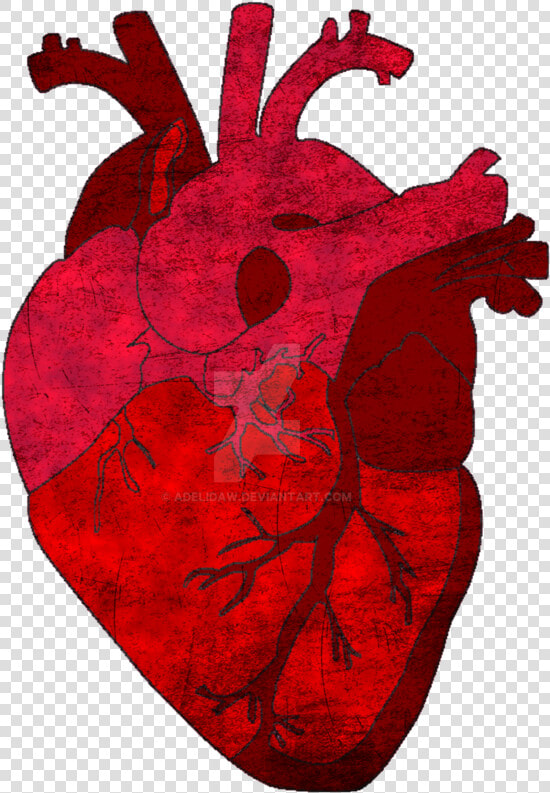 Heart Transparent Human  Picture   Human Heart Png Transparent  Png DownloadTransparent PNG