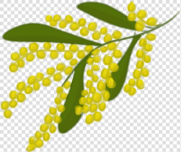 Clipart Leaf Banyan   Golden Wattle Leaf Drawing  HD Png DownloadTransparent PNG