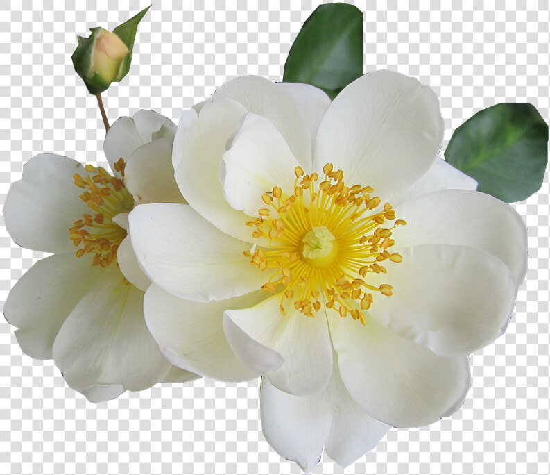 Rosa Blanco De Luto Transparente  HD Png DownloadTransparent PNG