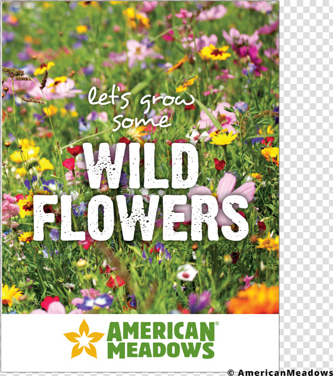 Transparent Wild Flowers Png   White Small Flowers In Wildflower Mix  Png DownloadTransparent PNG