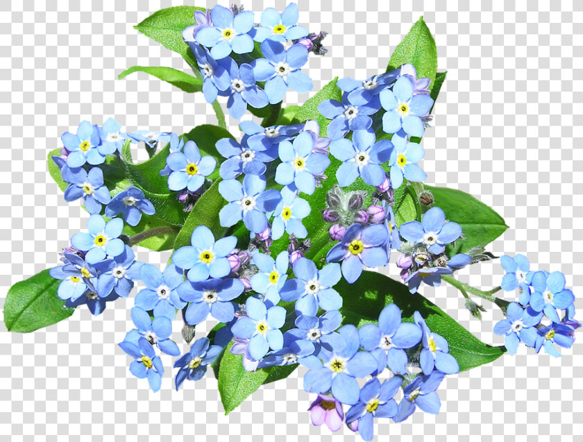 Blue Flowers  Forget Me Not  Plant   Forget Me Not Flower Png  Transparent PngTransparent PNG