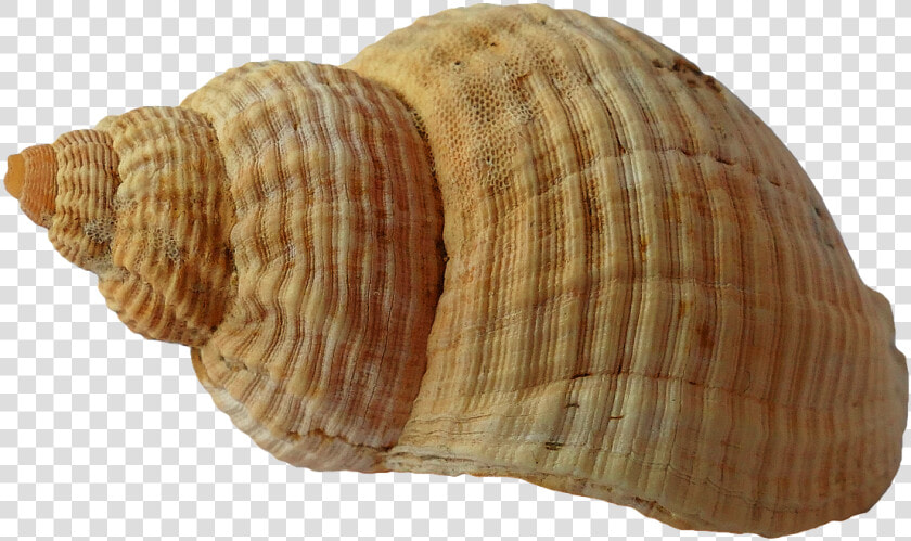 Seashell Png   Sea Shells Beach Png  Transparent PngTransparent PNG