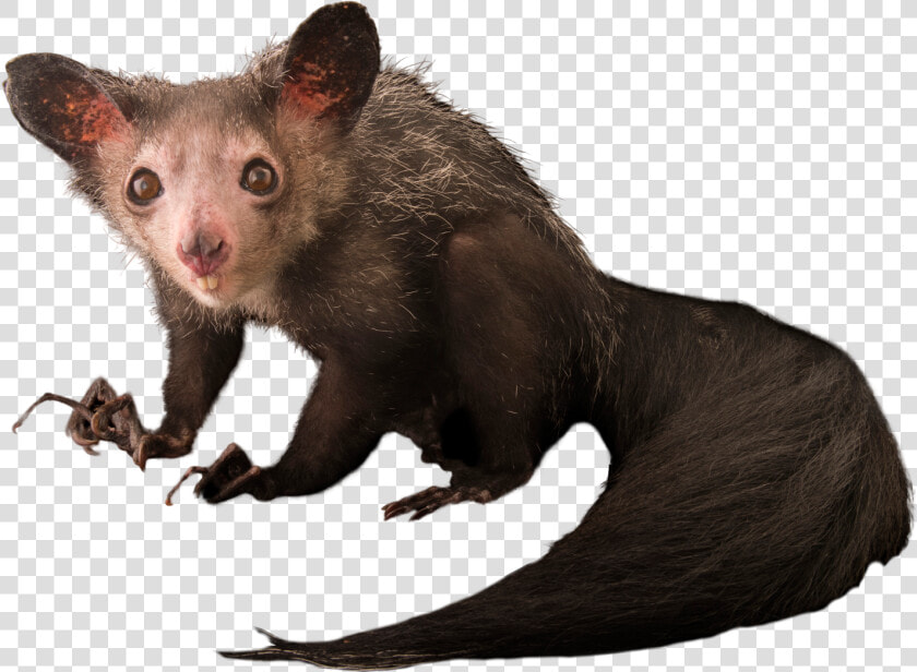 Possum  HD Png DownloadTransparent PNG