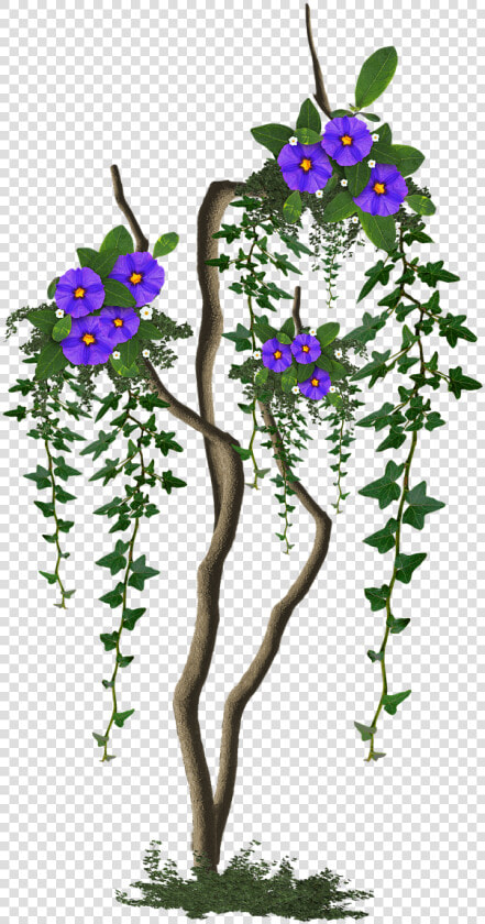 Image Cropped Tree With Flowers Tree Free Photo   Rosa Glauca  HD Png DownloadTransparent PNG