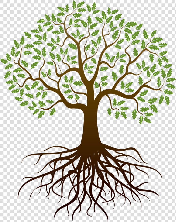 Plant stem   Tree With Roots Clipart Free  HD Png DownloadTransparent PNG