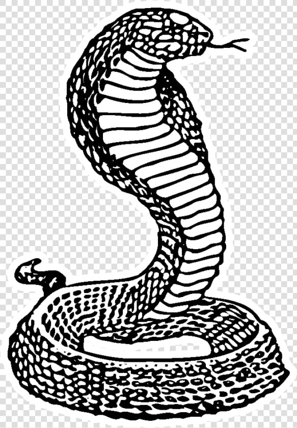   Drawing   Png Download   Serpent  Transparent PngTransparent PNG