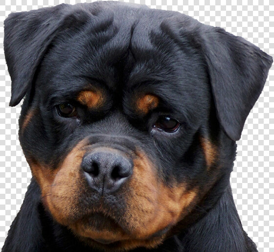 Golden Retriever With Rottweiler  HD Png DownloadTransparent PNG