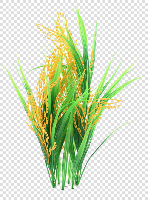 Rice Crops Png  Transparent PngTransparent PNG