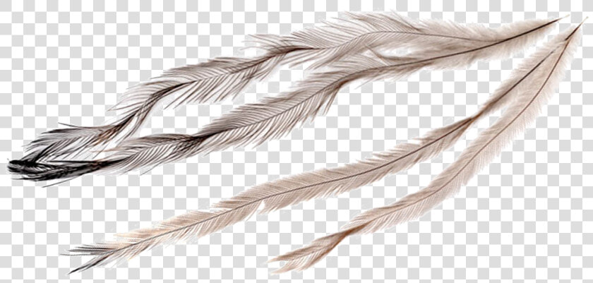 Emu Feathers Clipart  HD Png DownloadTransparent PNG