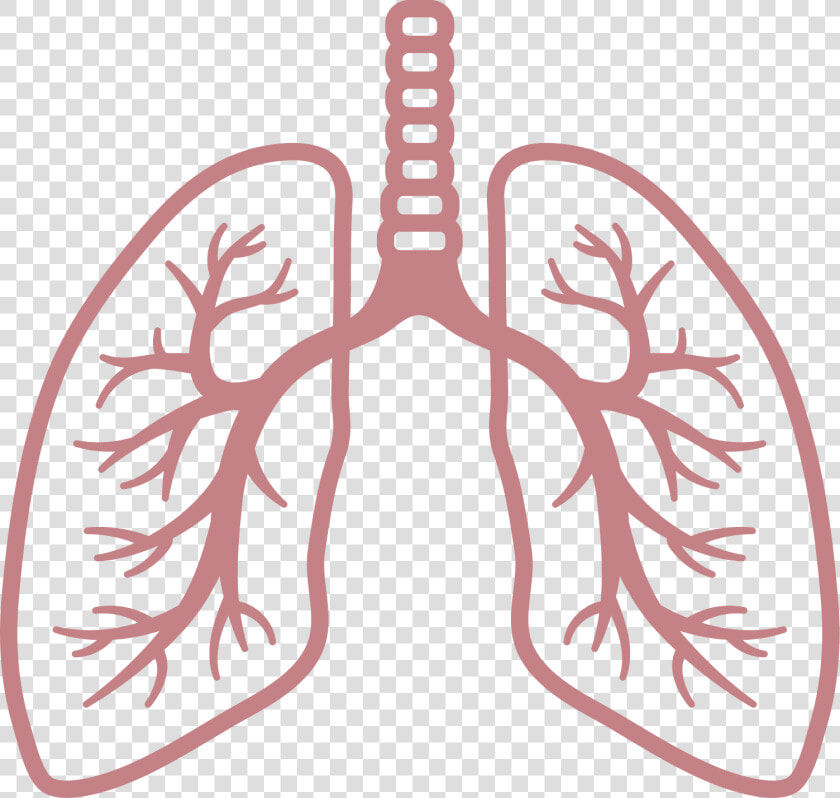 Lungs Png   Lung Png  Transparent PngTransparent PNG