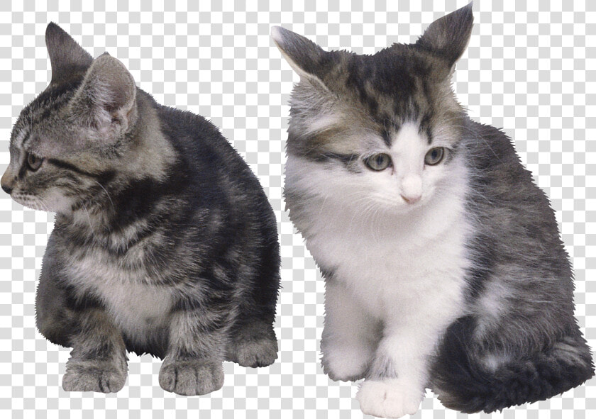 Cat Png   Siamese And Persian Short Hair  Transparent PngTransparent PNG