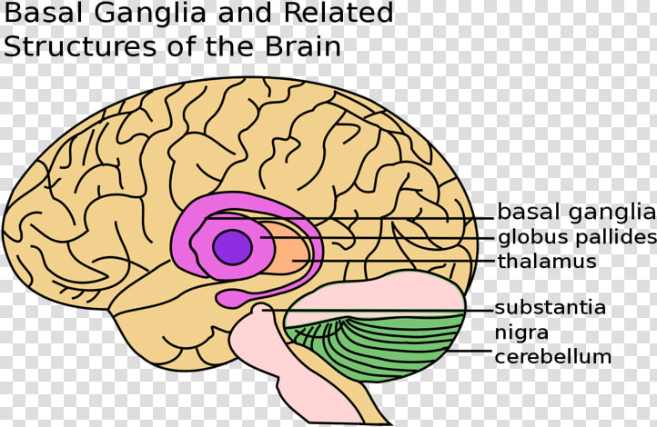 Brain Basal Ganglia  HD Png DownloadTransparent PNG