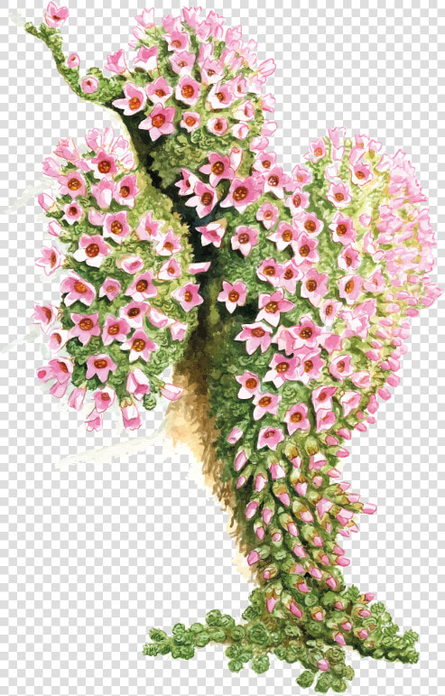 Camera Erba San Giuseppe   Bouquet  HD Png DownloadTransparent PNG