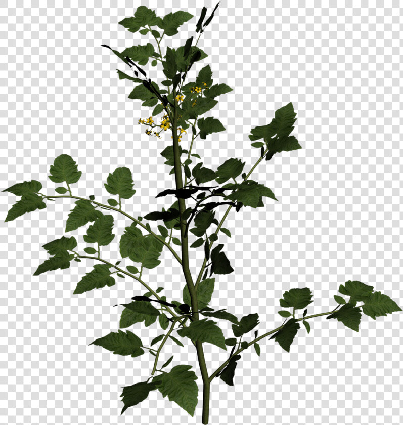 Solanum Lycopersicum Cherry Tomato Two Clipart Picture   Solanum Lycopersicum Plant Png  Transparent PngTransparent PNG