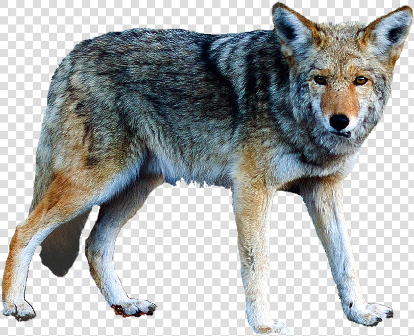 Transparent Lobo Png   Lobo Png  Png DownloadTransparent PNG